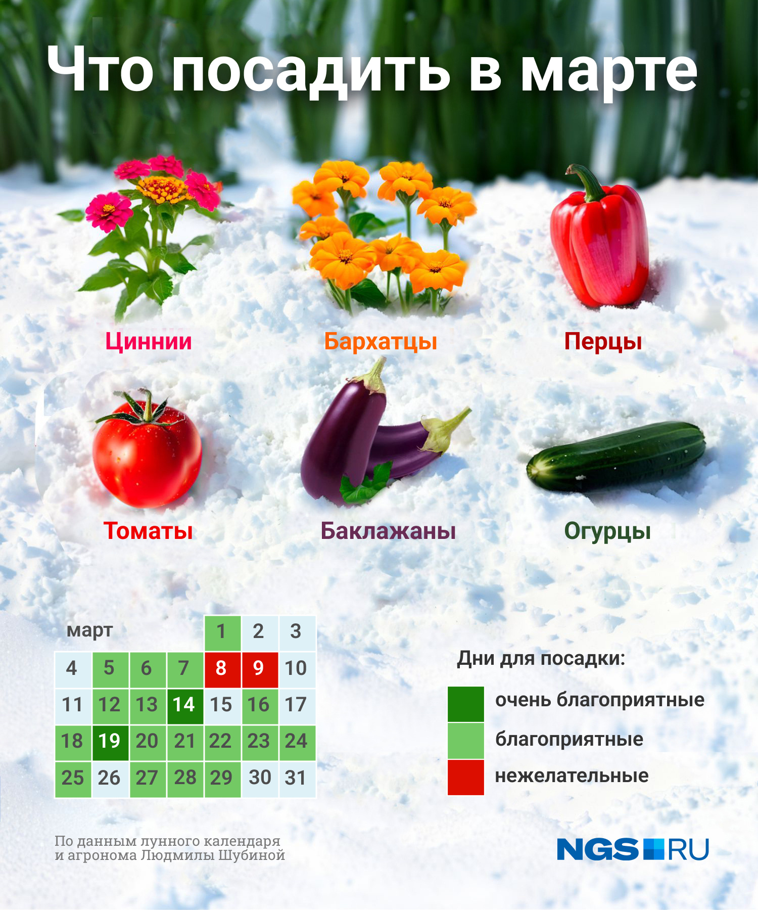 Что обязательно нужно посеять в марте на рассаду — важный список и полезная  видеоинструкция | 06.03.2024 | Архангельск - БезФормата