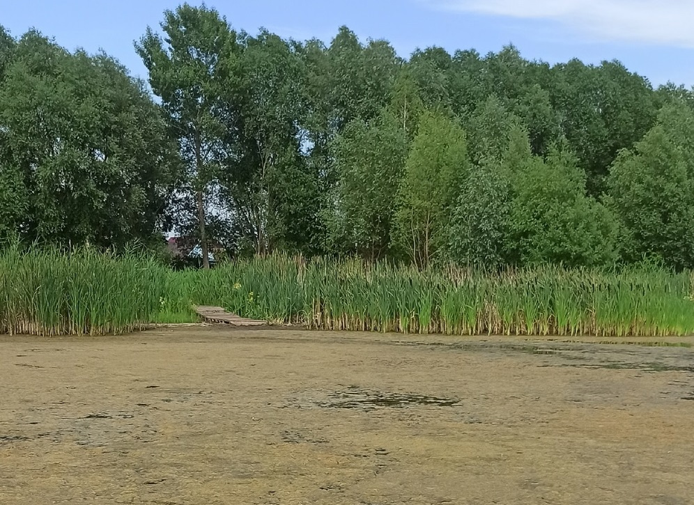 Вода зарастает