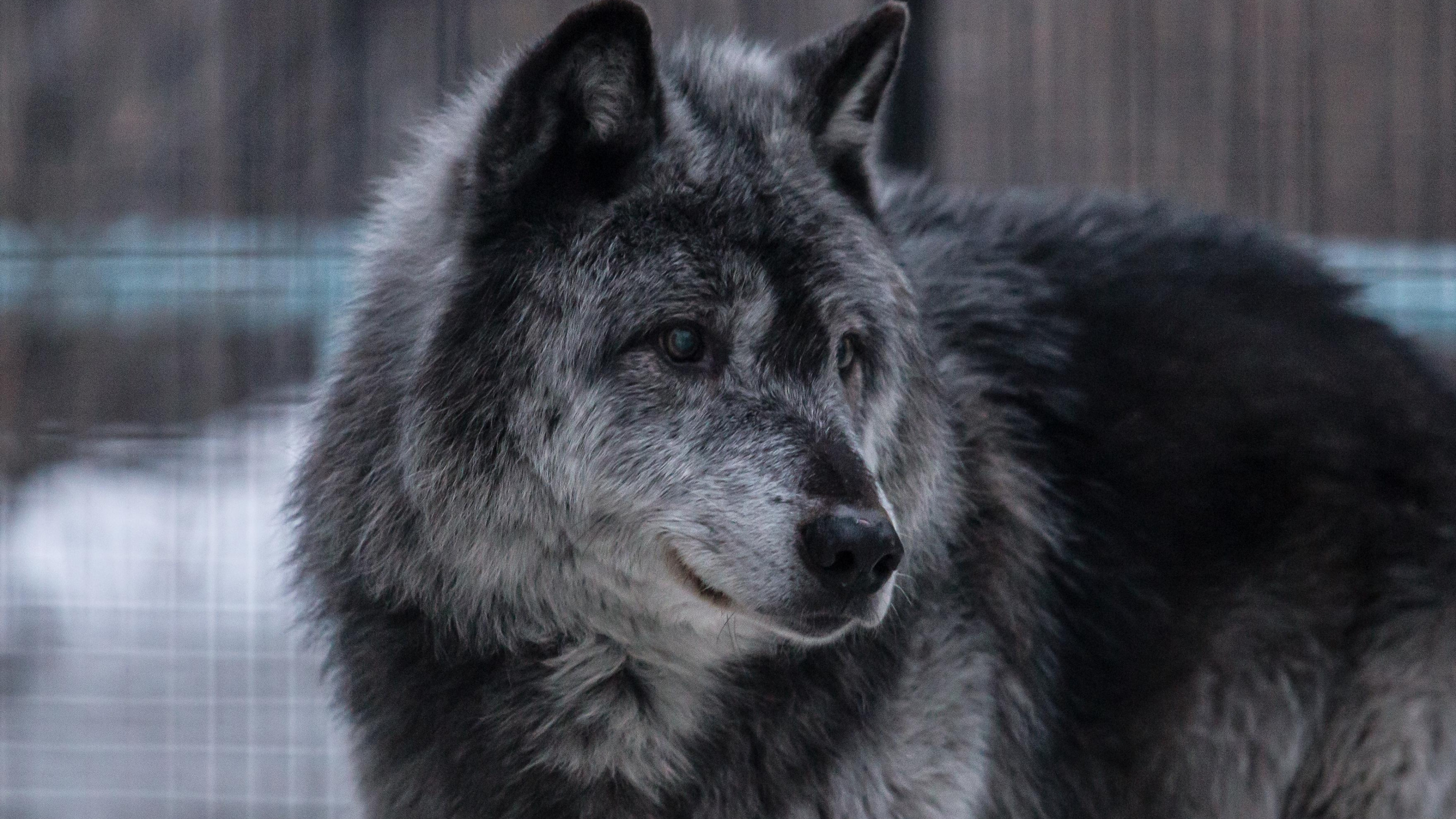 Ложная тревога: видео с волком, напавшим на людей в Оренбуржье, оказалось фейковым