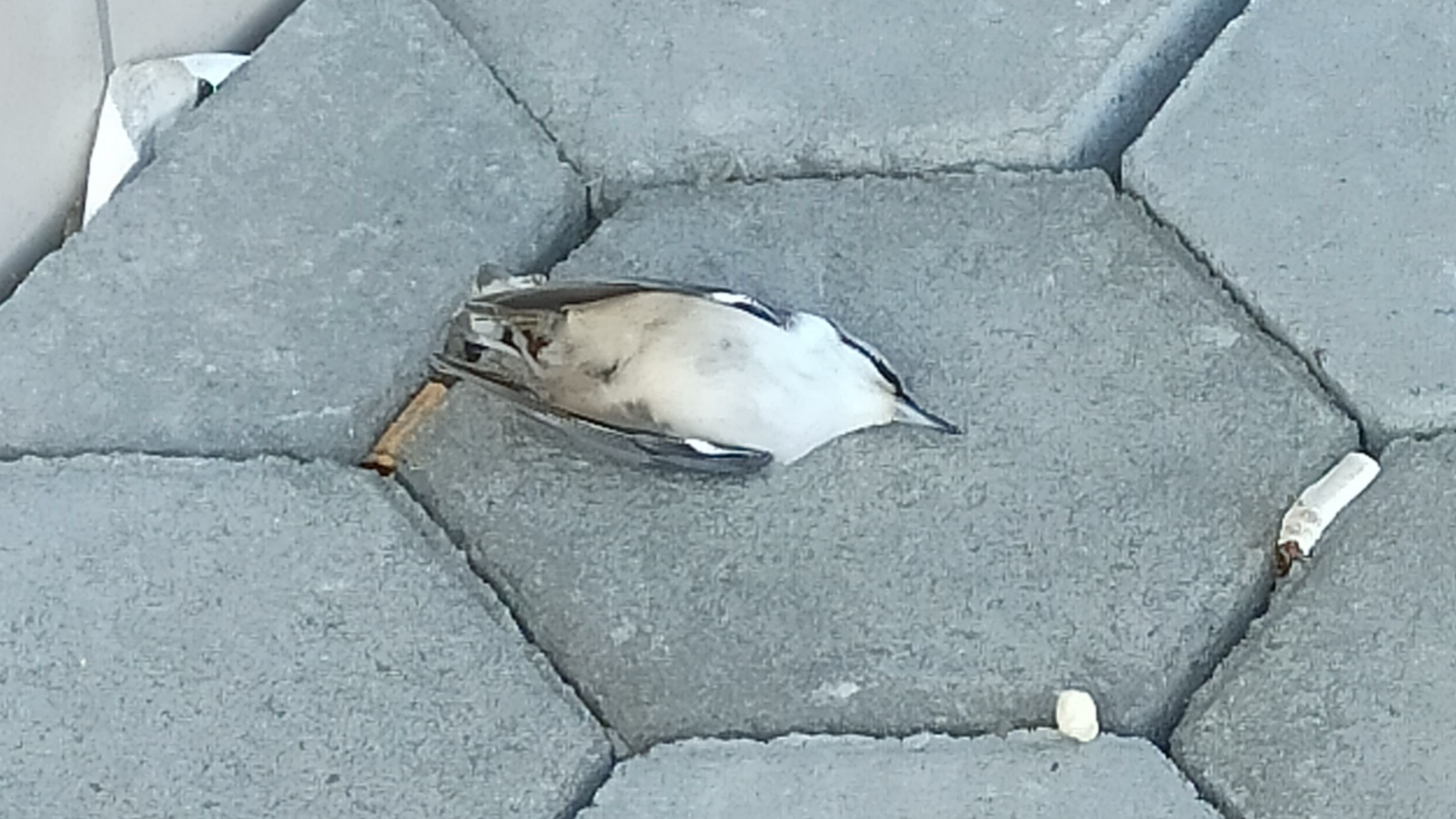 Осенний птицепад: что известно о массовой гибели птиц в Приморье