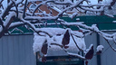 Штормовое предупреждение: сильный снегопад приближается к Ростовской области