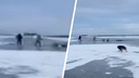 На Волге снегоход провалился под лед: видео