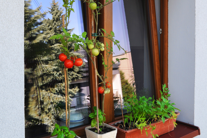 Такие высокие сорта томатов, как на картинке, лучше не выбирать для балкона — или быть готовым их подвязывать и активно подкармливать
