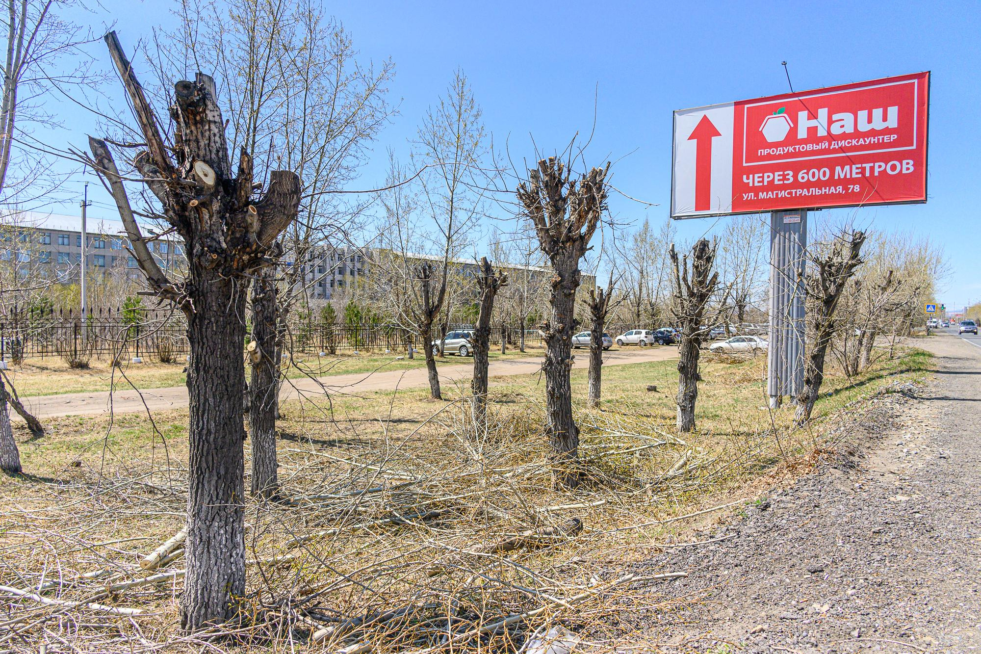 Деревья в Чите перестанут превращать в столбы - 2 июня 2023 - chita.ru