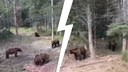 «Мишки голодные, ждут еду»: по ярославским чатам расходится видео с десятком медведей. Такое возможно?