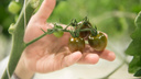 Сеем помидоры: когда сажать томаты и почему в Сибири лучше выбирать детерминантные сорта