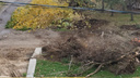 «Это же просто варварство»: в Волгограде начали массово вырубать деревья Центральной набережной