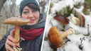 «Не подберезовики, а подснежники». Жители Архангельской области продолжают собирать грибы в морозы
