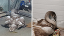 Спасенного в Кургане лебедя хотят увезти к веторнитологу в Екатеринбург