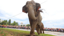 Как в первый раз увидели: у цирка собралась огромная толпа желающих бесплатно посмотреть на слонов