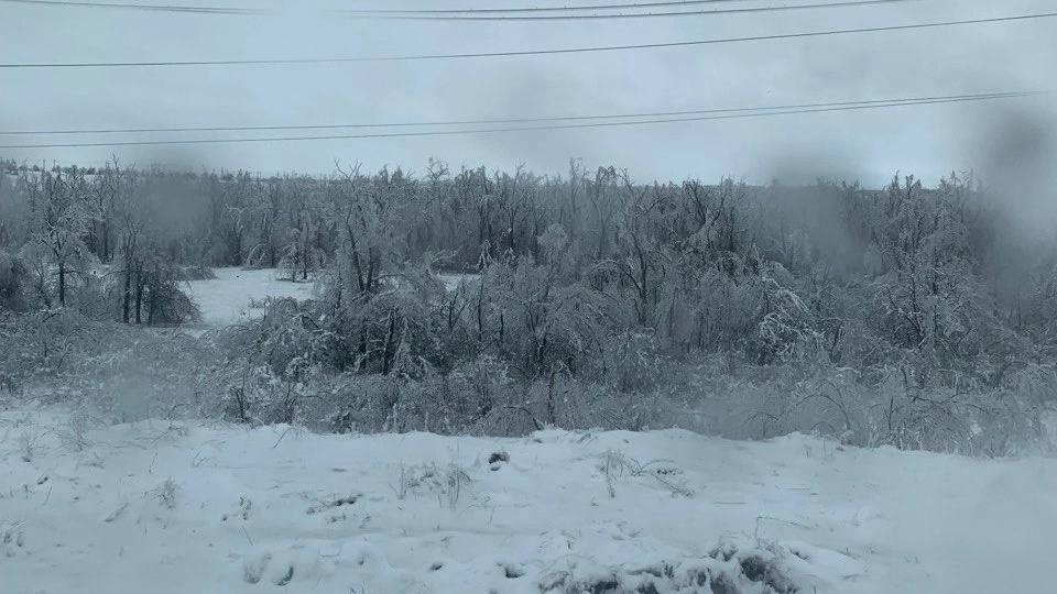 Лес просто лег на землю: показываем последствия дикого ледяного дождя под Волгоградом