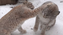 Рысь Бусинка внезапно разозлилась на ласкового Лекса и ударила его лапой — милое видео с шокированным диким котом