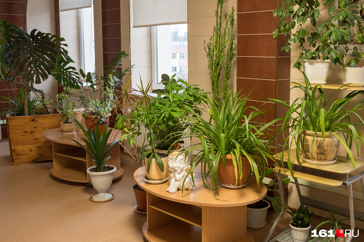 6 самых частых болезней комнатных растений и как их лечить