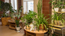 Алоэ и еще <nobr class="_">6 растений</nobr> в вашем доме, которые могут быть опасны для вашего здоровья