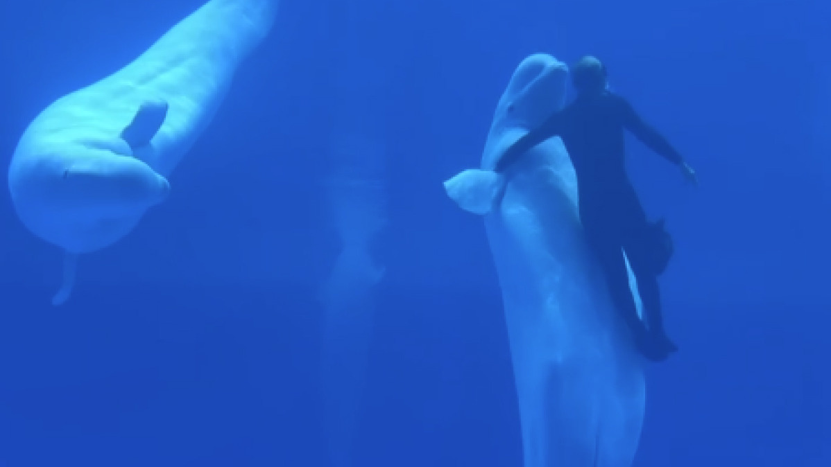 Танцы белых китов: в Приморском океанариуме заработал самый атмосферный зал. Видео