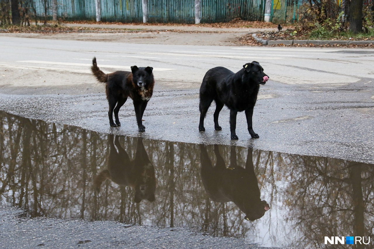 Стая бездомных собак держит в страхе жителей Дзержинска. Люди боятся повторения оренбургской трагедии