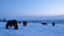 «Деградация района ускорится»: жители Архангельской области просят Путина сохранить лошадей-мезенок