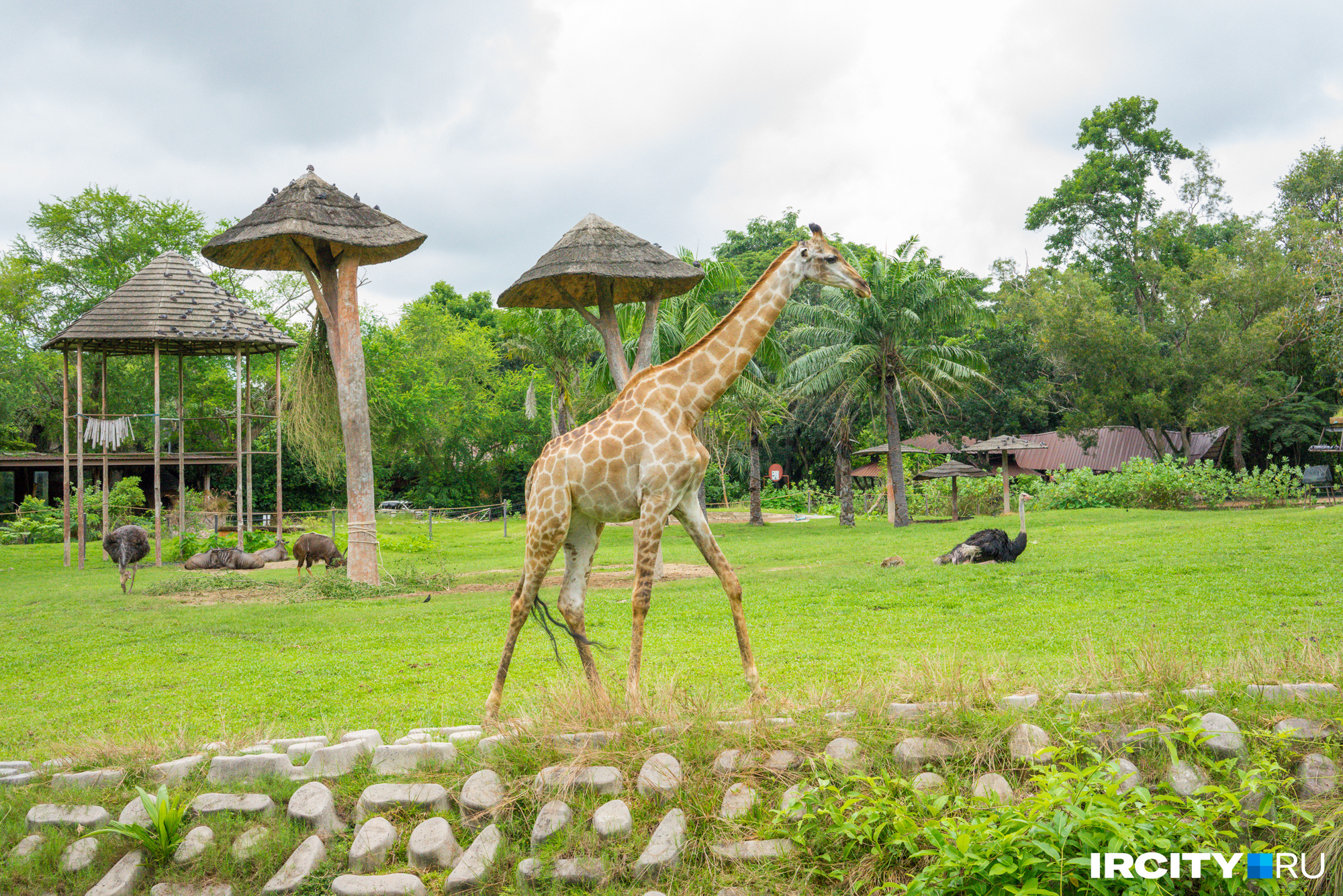 А еще в Кхао Кхео свободно гуляют жирафы