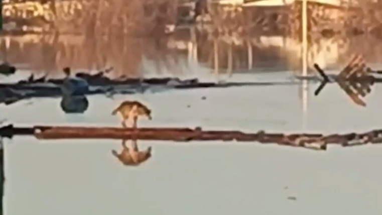 В Орске спасли собаку, балансировавшую в воде на доске