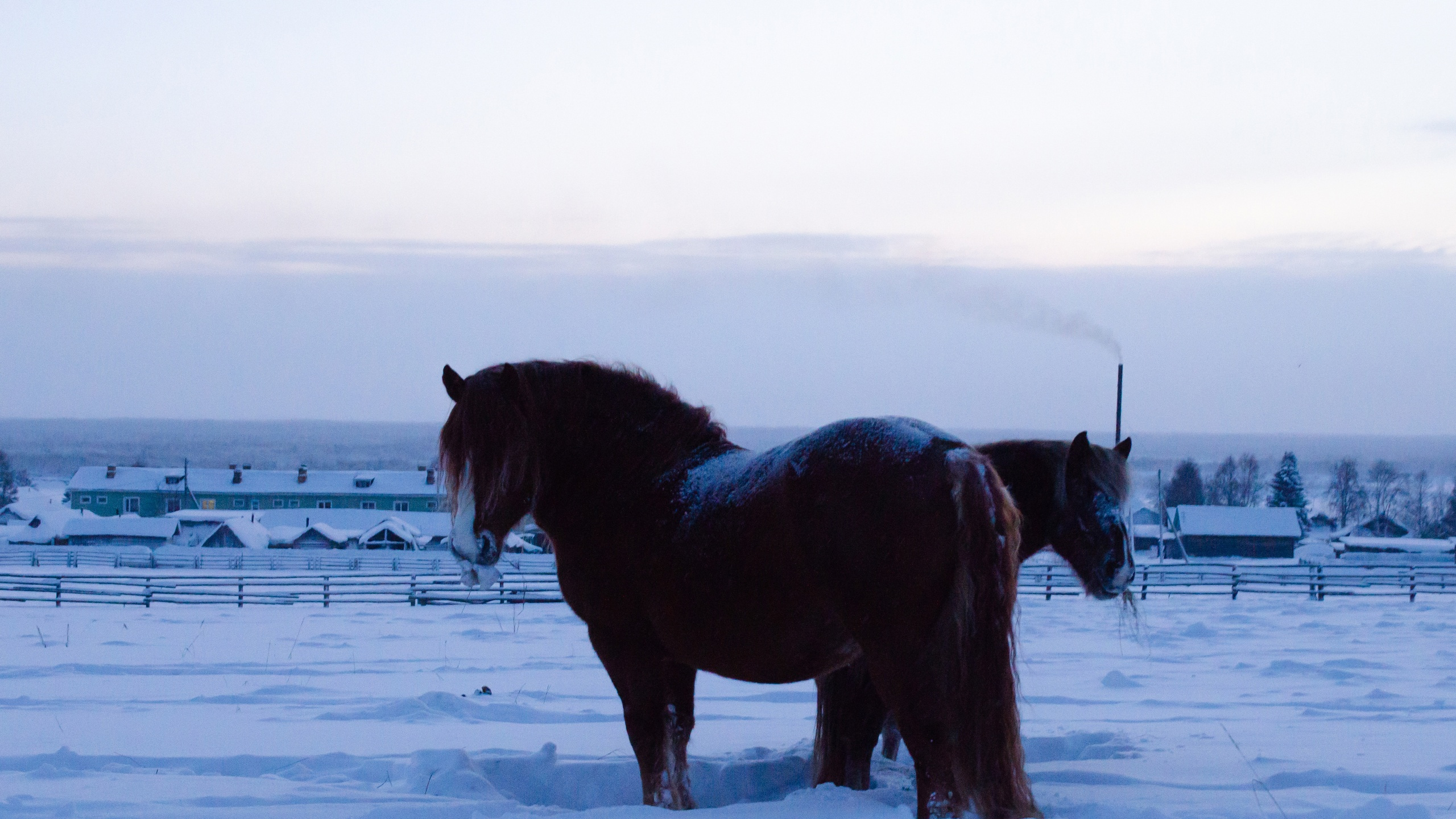 Уходит бренд? В Архангельской области закроют ферму с лошадьми уникальной мезенской породы