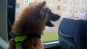 Новосибирский хирург сделает 3D-лапку для калининградского пса Германа — он попал под машину