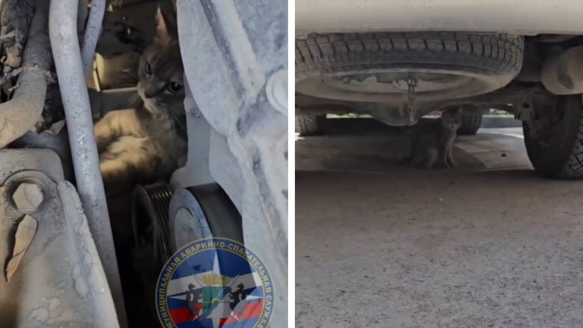 «Водитель услышал мяуканье»: спасатели достали кота из-под капота машины — видео