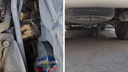 «Водитель услышал мяуканье»: спасатели достали кота из-под капота машины — видео