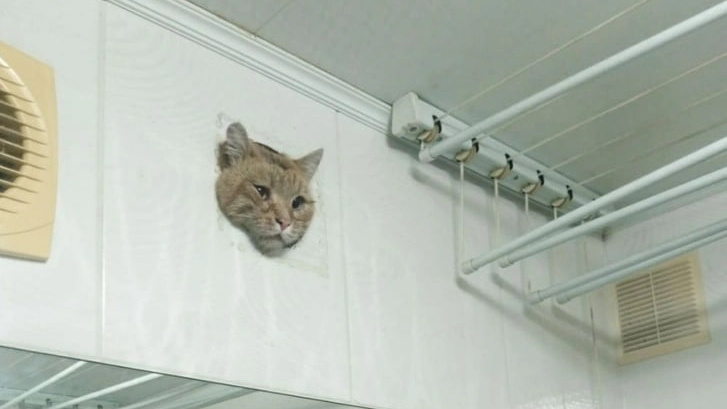 Полиция задержала «ведьму Путина», мемный кот застрял в вентиляции. Главные новости 4 июня