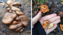 «Дождик сделал свое дело»: новосибирцы нашли грибы в середине ноября