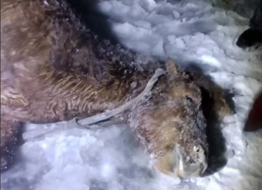 Спасатели в Забайкалье вытащили провалившуюся под лед лошадь