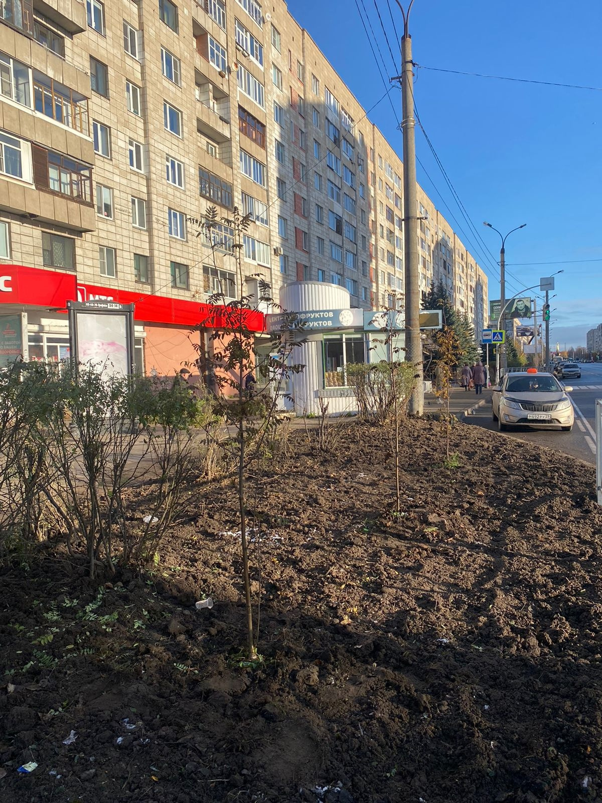 Скандал с тополями продолжается: новые деревья на Воскресенской вызвали  возмущение у горожан | 26.10.2023 | Архангельск - БезФормата