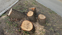«Спилили абсолютно здоровые деревья»: челябинцев возмутила вырубка вдоль проспекта Победы