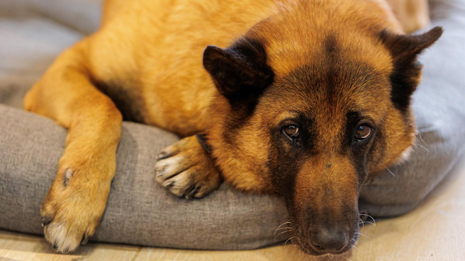 Как защитить собаку от клещей: одни средства помогут, а другие бесполезны и даже опасны