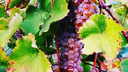 Донские винодельни произвели на 80% больше вина. Что будет с ценами и качеством?