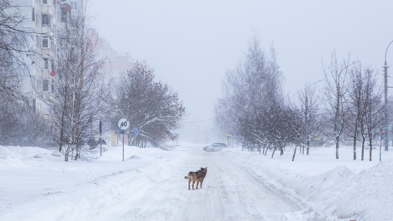 «Вероятность ледяных дождей»: в «Фобосе» рассказали, каким будет февраль в Центральной России