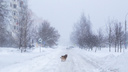 «Вероятность ледяных дождей»: в «Фобосе» рассказали, каким будет февраль в Центральной России