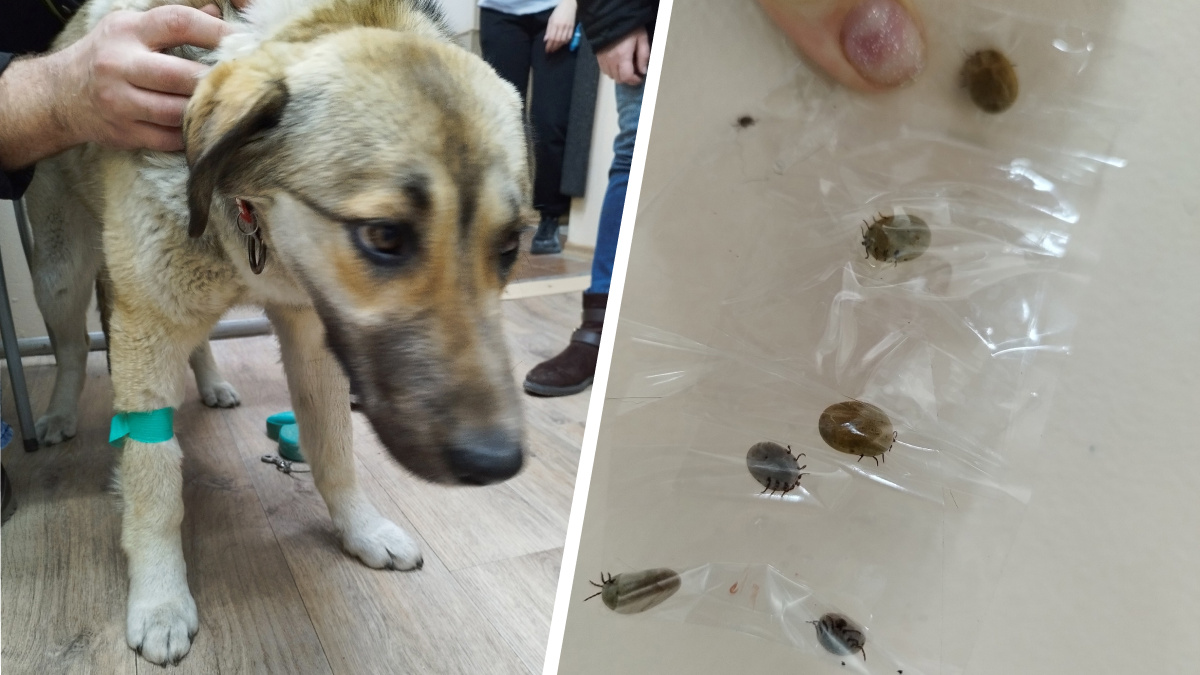 Бешено кусачие! Под Екатеринбургом с одной собаки сняли 23 клеща