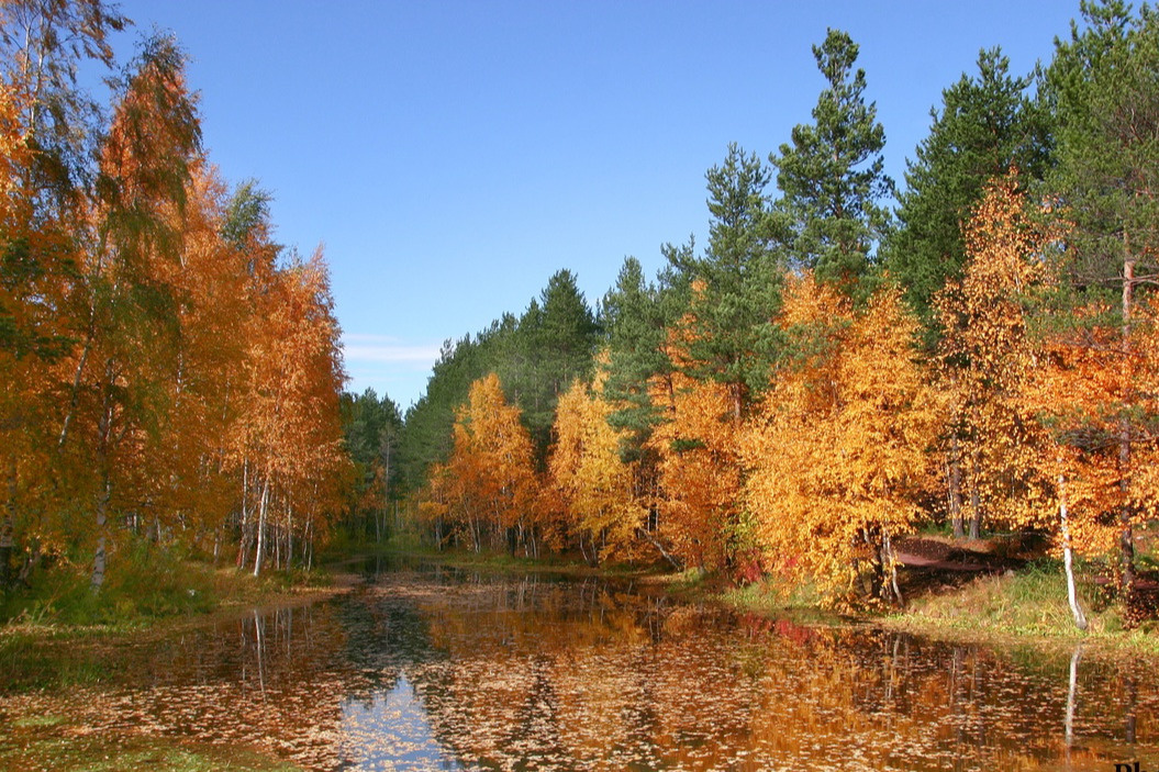 Считается, что если листья желтеют, но не падают, осень будет длинной