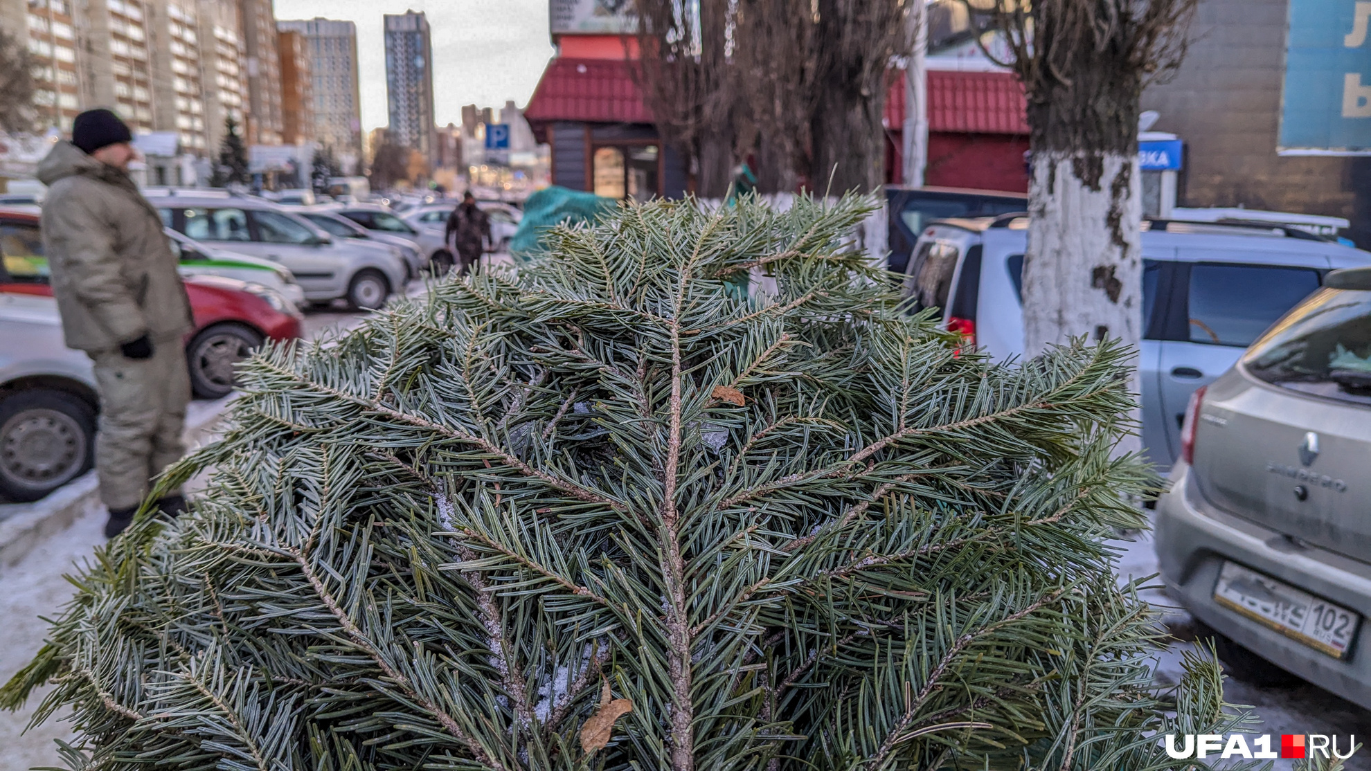 Но цена на ароматную ветку по городу стабильная — 200 рублей