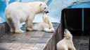 Герда покормила своих белых медвежат в Новосибирском зоопарке — момент попал на видео