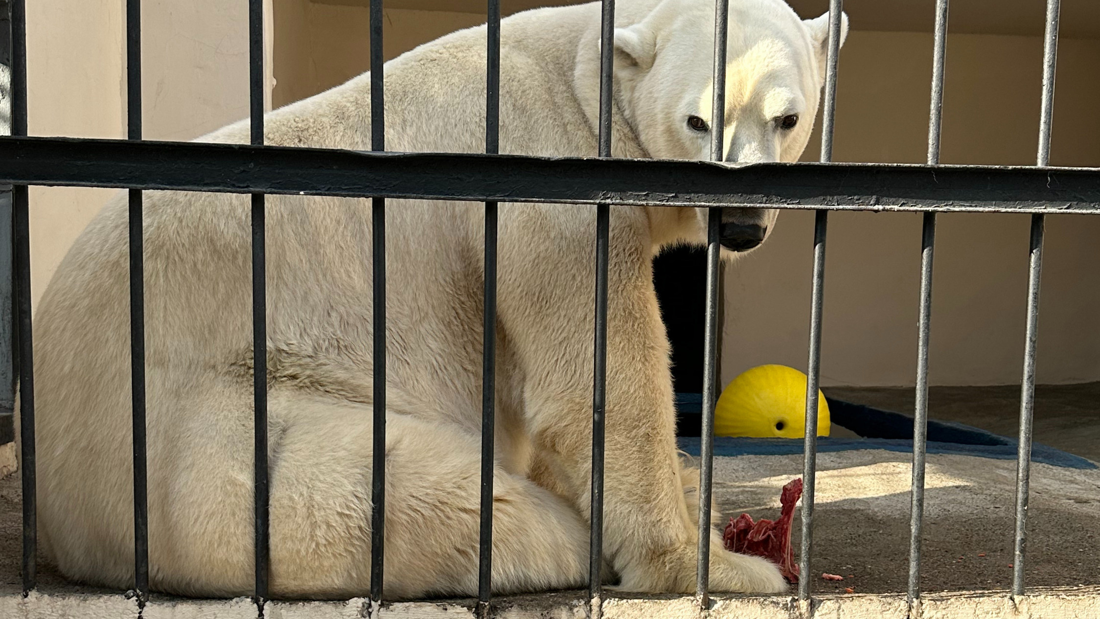 «Не в норме»: зооактивисты пожалуются в прокуратуру из-за белого медведя в зоопарке Казани
