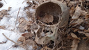 Человеческий череп нашли поисковики на закрытом кладбище в Приморье — на нем остались следы ударов