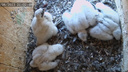 В новосибирской многоэтажке вылупились птенцы самой быстрой птицы — загляните в гнездо в режиме онлайн