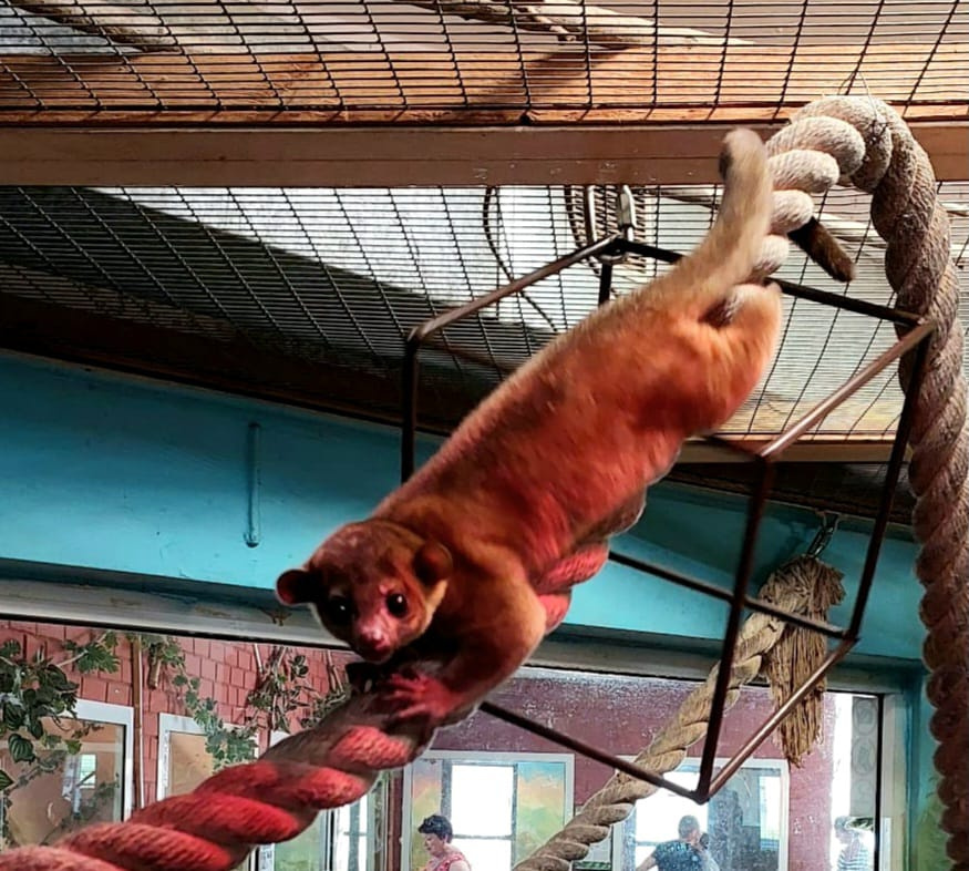 В екатеринбургском зоопарке родился «медовый мишка». Его так прозвали за любовь к сладкому