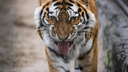 «У меня лично съел двух собак». Жительница села пожаловалась на гуляющего по домам тигра в Приморье