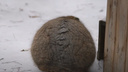 Манул Адель превратилась в меховой шар — забавное видео из Новосибирского зоопарка