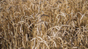 Ростовская область даст рекордный урожай пшеницы. Но где хранить зерно, если прошлогоднее не распродано?