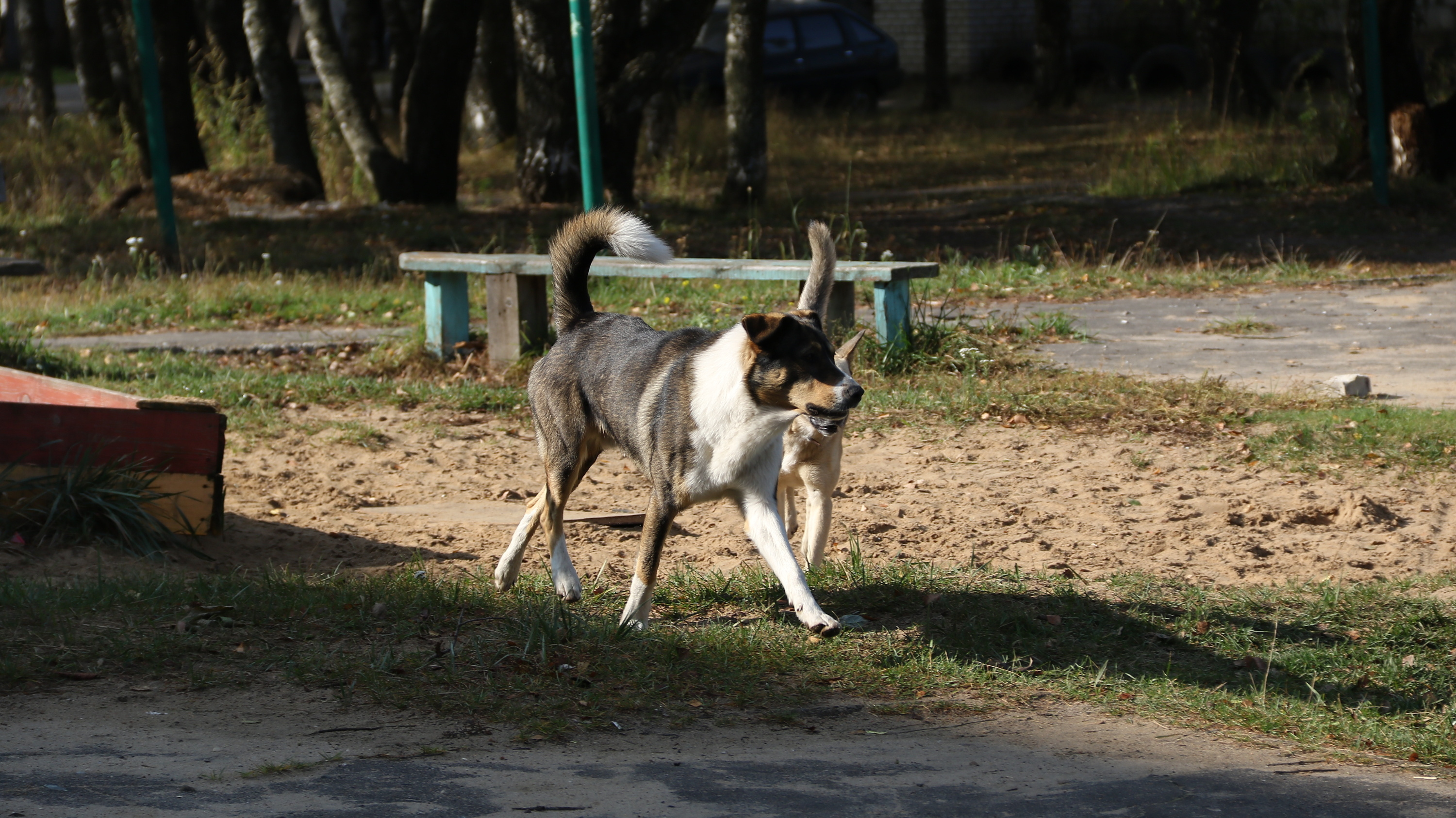 Воспитательницу детсада в Богородске насмерть загрызла собственная собака