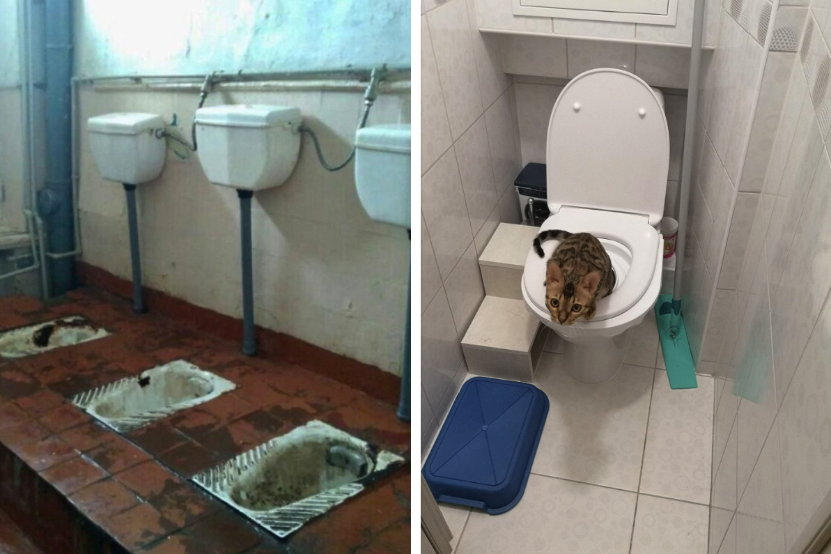 Почему кошки ходят в туалет мимо лотка
