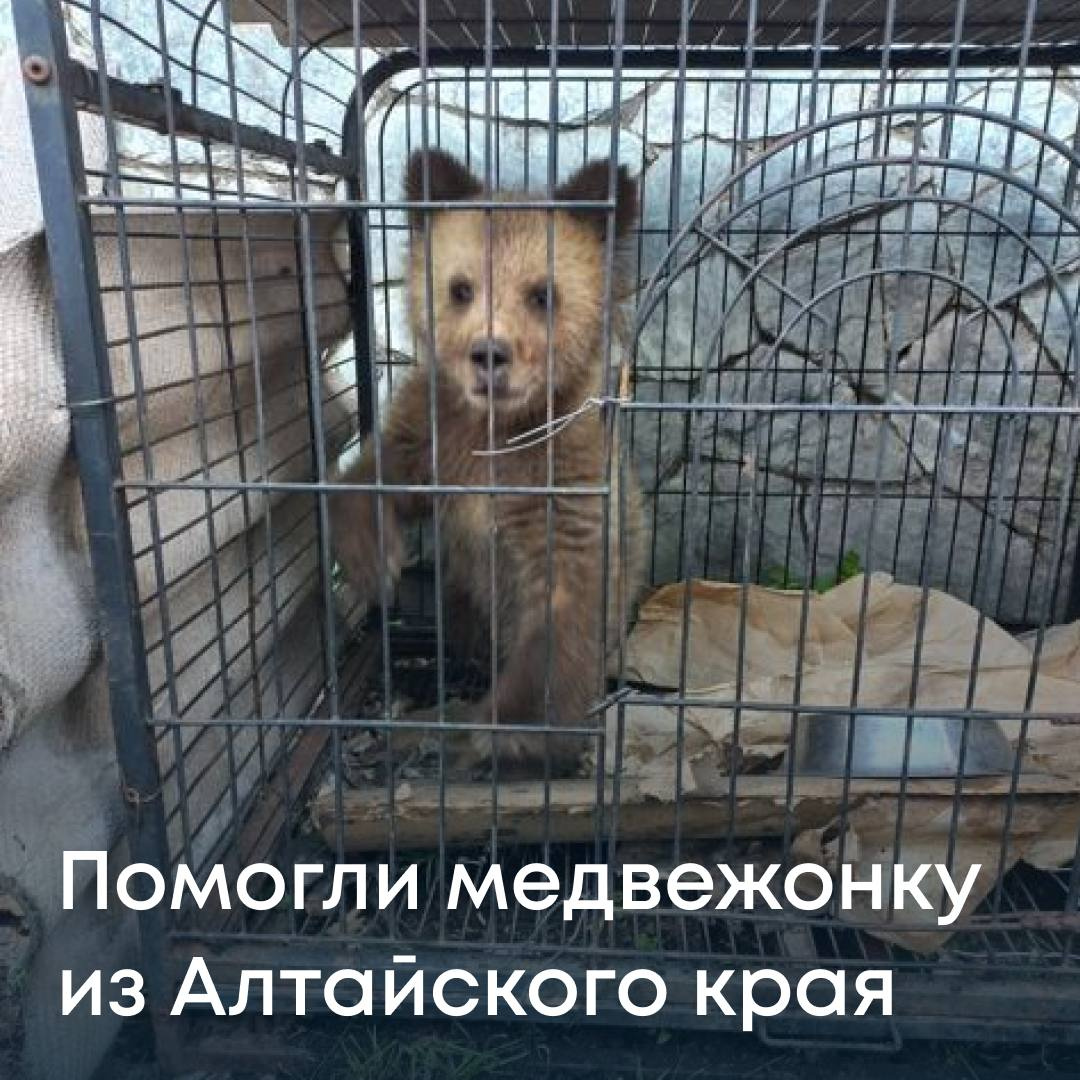 Поранил лапу и остался без мамы. В Алтайском крае спасли медвежонка